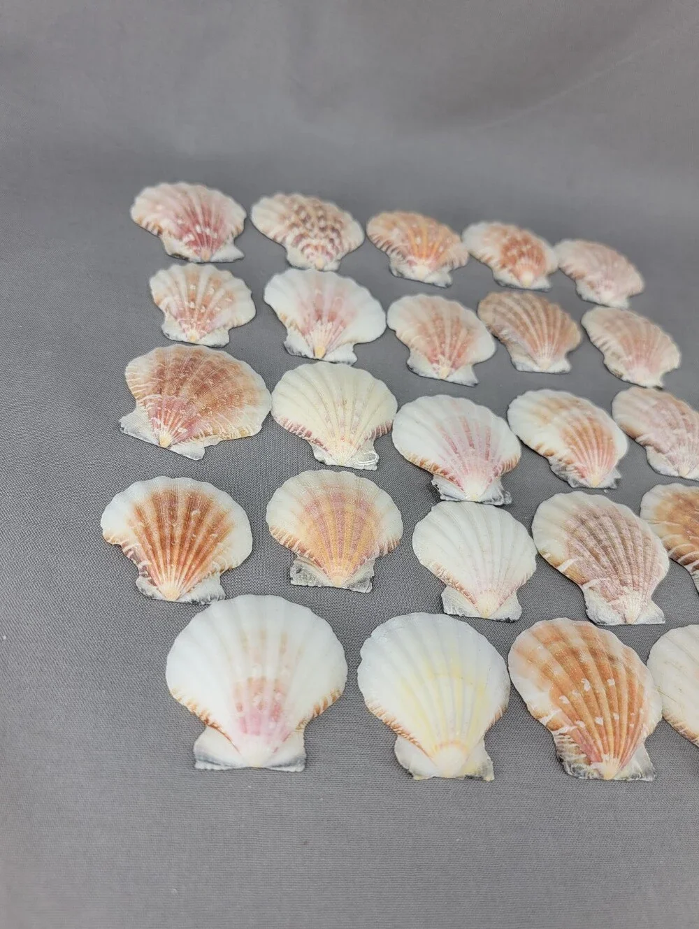 Scallop Seashell Shell Coastal Beach Decor Crafts Miscellaneous Lot